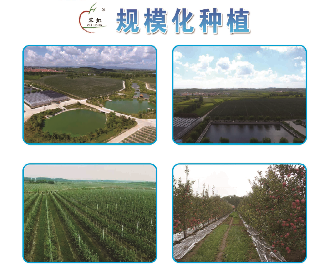 規(guī)?;N植(圖1) 規(guī)?;N植(圖1)